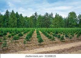 Reboisements et restauration des terres